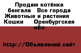 Продам котёнка бенгала - Все города Животные и растения » Кошки   . Оренбургская обл.